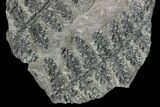 Pennsylvanian Fossil Fern (Sphenopteris) - Alabama #112765-3